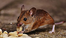 24 Hour & Emergency Exterminators in Shoemakersvle, PA